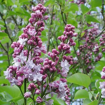 Obrázok produktu pre Vojvodský orgován  - Syringa vulgaris 'Michel Buchner'  | 40-60 cm v kontajneri