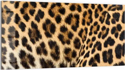 Produktbild von DEQORI Glasbild Echtglas 100x50 cm 'Muster der Wildnis' Wandbild Bild modern Deko