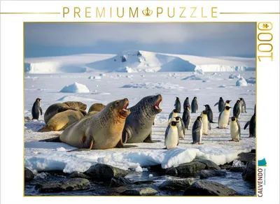 Produktbild von CALVENDO Puzzle Groß, grau, gut gelaunt. | 1000 Teile Lege-Größe 64x48cm Foto-Puzzle für glückliche Stunden