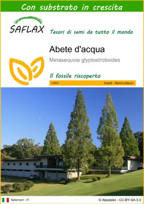 Immagine prodotto di SAFLAX  - Abete d'acqua  - 60 semi - Con substrato - Metasequoia