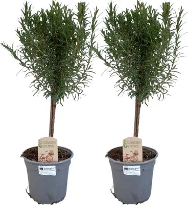 Produktbild von Rosmarin auf Stamm – 2 Pflanzen – Rosmarinus officinalis – Ø14cm – ca.45cm hoch – Mediterranes Kräuterstämmchen – Duftend & pflegeleicht für Balkon Terrasse & Küche