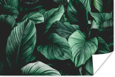Produktbild von MuchoWow® Poster Dschungel - Blätter - Tropisch - Pflanzen - Natur 120x80 cm - Bilder