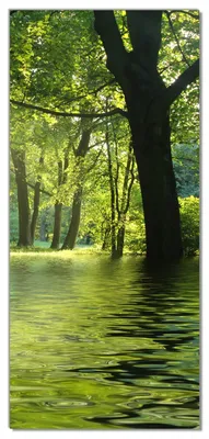 Produktbild von Wallario selbstklebende Türtapete 100 x 220 cm - Idyllischer See im Wald bei Sonnenschein - Abwischbar, rückstandsfrei zu entfernen