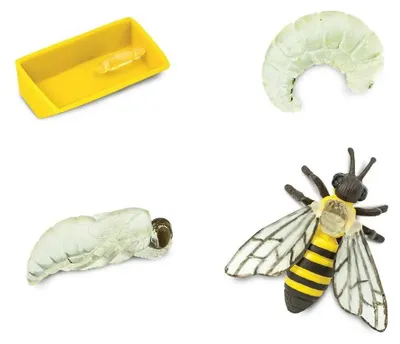 Image de kit de jeu cycle de vie abeille à miel junior 4 pièces