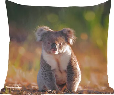 Produktbild von MuchoWow® Zierkissen Sofakissen Wohnzimmer Dekokissen 45x45 cm Koala - Sonne - Tier - Kinder - Jungen - Mädchen - Schlafpolster - Polster für das Sofa