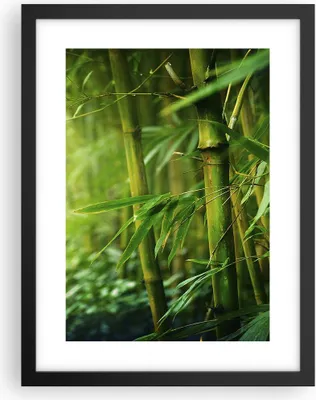 Produktbild von Gerahmtes Poster - Schwarzer Rahmen - Bambus Pflanze - 30x40 cm - Wand Bild - Wanddeko - Wandbilder - Kunstposter - Wandposter - Bilderrahmen - Bilder - Kunstdruck - Wandbild - P2BPA30x40-3558