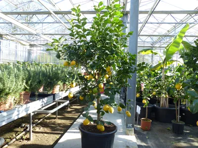 Produktbild von Zitrus Zitronenbaum 200 - 230 cm Zitrone Citrus Limon Zitruspflanze - purer Zitrusduft