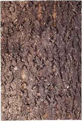 Immagine prodotto di Repti-Zoo Sfondo albero grande - sfondo di corteccia per terrario 30x45cm Repti-Zoo