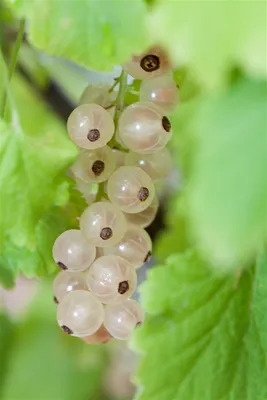 Produktbild von Ribes rubrum 'Weiße Versailler', Weiße Johannisbeere, 40–60 cm
