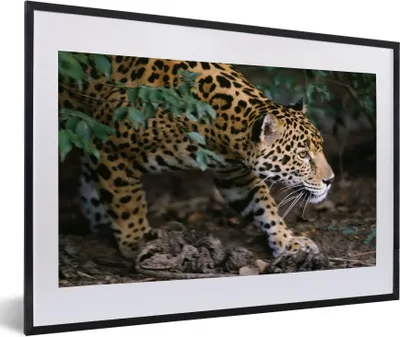 Produktbild von MuchoWow® MuchoWow® Gerahmtes Poster Schleichender Jaguar im Wald 60x40 cm - Poster mit zchwarzem Bilderrahmen - Schlafzimmer - Plakat in Rahmen - Drucken