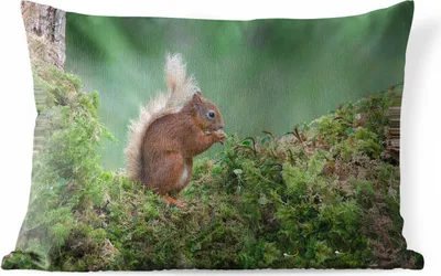Produktbild von MuchoWow® Outdoor Kissen - Waldtier - Eichhörnchen - Moos - 60x40 cm - Wetterfest - Lounge Kissen - Zierkissen - Kissen für Innenräume