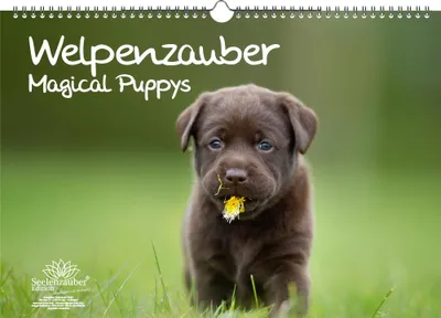 Produktbild von Welpenzauber Immerwährender Kalender DIN A3 Hunde Welpen - Seelenzauber
