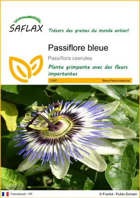 Image de SAFLAX  - Passiflore bleue - 25 graines - Passiflora
