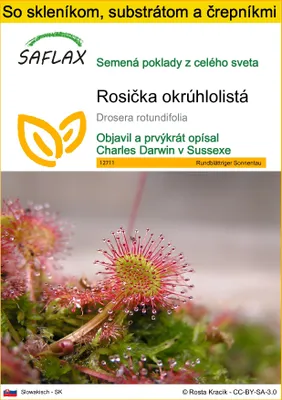 Obrázok produktu pre SAFLAX Kultivačný set - Rosička okrúhlolistá - Drosera rotundifolia - 50 Semená - S mini skleníkom, pestovateľským substrátom a 2 črepníkmi
