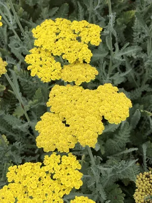 Produktbild von 6 x Achillea 'Moonshine' - Schafgarbe im topf 9 x 9 cm