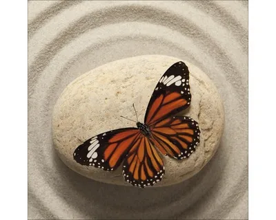 Produktbild von Glasbild Butterfly II 50x50 cm
