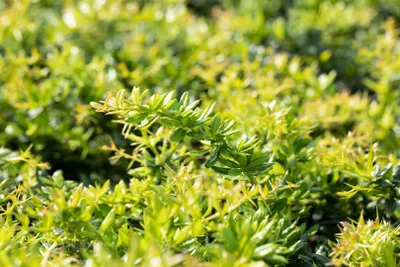 Produktbild von Berberis candidula, Immergrüne Berberitze, 20–25 cm