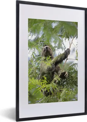 Produktbild von MuchoWow® Gerahmtes Poster Faultier aus Costa Rica 40x60 cm - Poster mit Schwarzem Bilderrahmen Wandposter Rahmen Foto Bilder - Poster in Rahmen