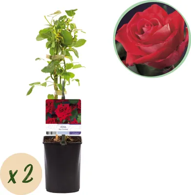 Produktbild von Klimrose - Rosa Red Climber - Blüte Rot - Wenig Pflege - 2 Pflanzen - 30-40cm - Ø10cm - Gartenpflanze