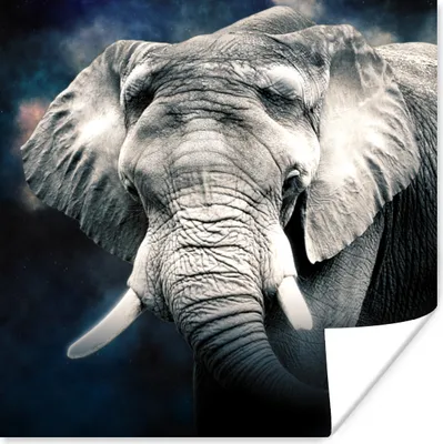 Produktbild von MuchoWow® Poster Elefant - Rauchen - Zähne 100x100 cm - Babyzimmer