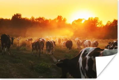 Produktbild von MuchoWow® Poster Kühe - Sonnenuntergang - Wiese - Tiere 60x40 cm - Schlafzimmerdekoration