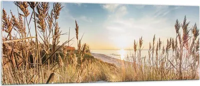 Produktbild von Bilder auf glas - Einteilig - Ähren Küste Sonne - 140x50cm - Glasbilder - Wandbilder - Bilder - zum Aufhängen bereit - Wanddekoration aus Glas - Glas Bilder - Wandbild auf Glas - GAB140x50-4653