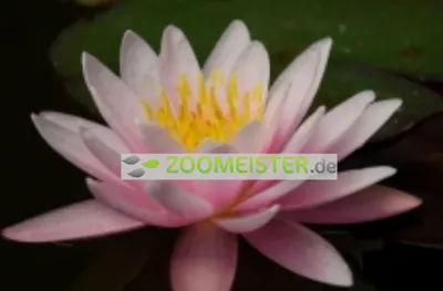 Produktbild von Seerose Marliacea rosea winterhart weiß/rosa - Rhizom, Teichpflanze