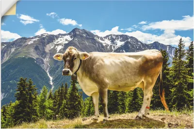 Produktbild von ARTland Wandbild, selbstklebend Bergkuh in den Alpen im Sommer Größe: 120x80 cm