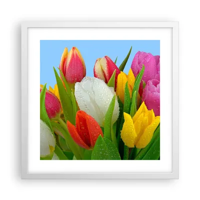 Produktbild von Gerahmtes Poster - Weißer Rahmen - Tulpen Blumenstrauß Blumen Tau - 40x40 cm - Wand Bild - Wanddeko - Wandbilder - Wandposter - Bilderrahmen - Bilder - Kunstdruck - Wandbild - P2WAC40x40-2526