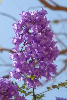 Produktbild von Jacaranda mimosifolia Palisanderbaum Pflanzensamen, 20 Samen, Zierbaum & Kübelpflanze