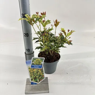 Obrázok produktu pre Osmanthus 'Goshiki' – voňavý kvet | 15–20 cm v črepníku
