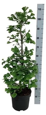 Immagine prodotto di Albero di ginkgo 40-60 cm - Ginkgo biloba - Albero dalle foglie a ventaglio - Pianta da appartamento e da giardino di facile manutenzione - La specie arborea più antica del mondo