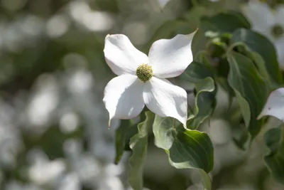 Produktbild von Cornus kousa 'Cappucino', Japanischer Blumen-Hartriegel, 40–60 cm, cremeweiß