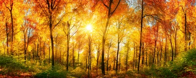 Produktbild von Fototapete - Sunny Forest 375x150cm - Vliestapete