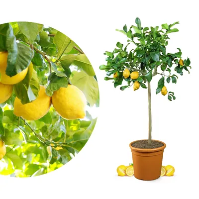 Produktbild von Meine Orangerie Zitronenbaum Grande - echter Citrusbaum - veredelte Zitrone - Citrus Limon - Lemon Tree - Fruchtreife Zitrone in Gärtnerqualität