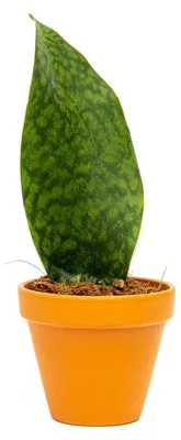 Obrázok produktu pre Gardners Sansevieria Masoniana Veľrybie plutvy, priemer 10,5 cm