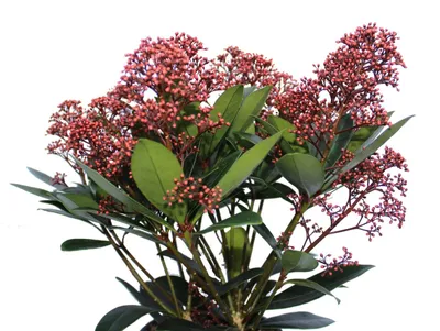 Obrázok produktu pre Skimmia japonica Rubella Kvitnúca skimmia 20 - 30 cm