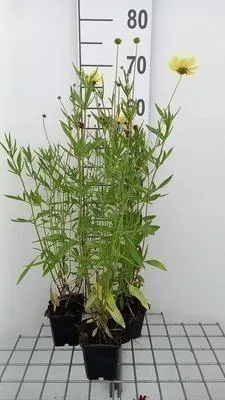 Produktbild von 6 x  Coreopsis hybr. 'Full Moon'® - Mädchenauge - Topf 9 x 9 cm