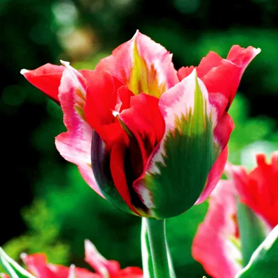 Zdjęcie produktu dla Tulipan Viridiflora Esperanto 5 szt. Tulipany Cebulki Tulipanów Cebule