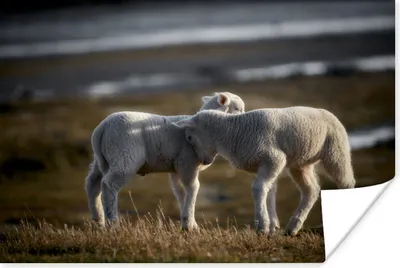 Produktbild von MuchoWow® Poster Schaf - Lamm - Gras 60x40 cm - Schlafzimmerdekoration
