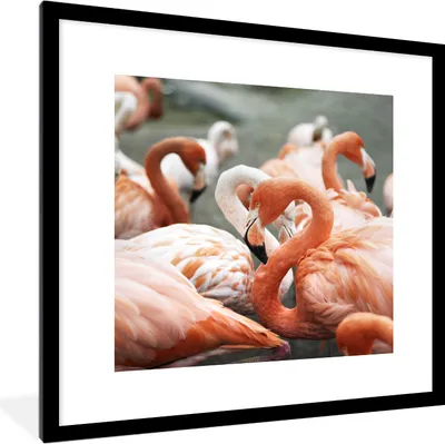 Produktbild von MuchoWow® MuchoWow® Gerahmtes Poster Gruppe von rosa Flamingos auf den Teichen 40x40 cm - Poster mit zchwarzem Bilderrahmen - Poster - Plakat im Rahmen