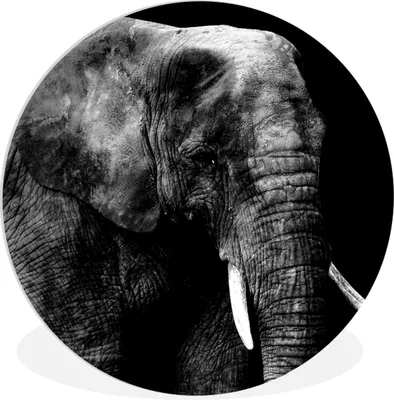 Produktbild von MuchoWow® Rundes Wandbild - Runde Bilder Elefant - Zähne - Schwarz - Weiß Ø 30 cm Kreis Wanddekoration Kunststoff - Wandkreis - Wandschmuck - Schlafzimmer - Bilder - Der Kreis - Kunst für die Wohnung - Plastik - Kunstdruck - Wandbild