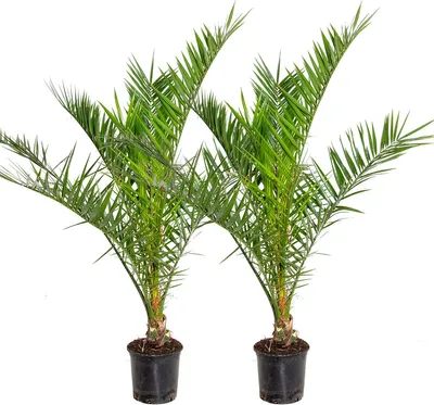 Produktbild von Bloomique - 2er Set - Phoenix Canariensis - Kanarische Dattelpalme - Palmenbaum - Balkonpflanzen winterhart - Höhe 80-100 cm - Topf 19 cm