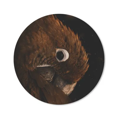 Produktbild von MuchoWow® Mauspad Mousepad Papagei - Orange - Schwarz 40x40 cm - Mousepads - Maus Mat - Pad - Mausunterlage - Schreibtisch Accessoires