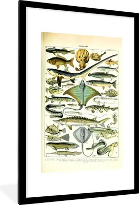 Produktbild von MuchoWow® Gerahmtes Poster Fische - Meerestiere - Tiere 60x90 cm - Poster mit Schwarzem Bilderrahmen Wandposter Rahmen Foto Bilder - Dekoration - Wandposter Wohnzimmer - Hochwertig