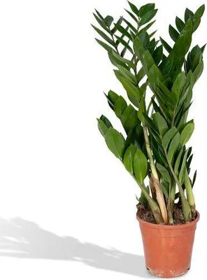 Immagine prodotto di Pianta da appartamento "Glücksfeder" Zamioculcas Zamiifolia, Ø17cm Ø70cm