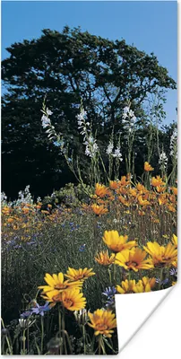 Produktbild von MuchoWow® Poster Blumen - Natur - Farbe 60x120 cm - Wandschmuck