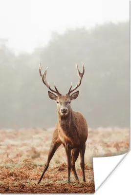 Produktbild von MuchoWow® Poster Hirsche - Wald - Nebel 120x180 cm - Kunstposter