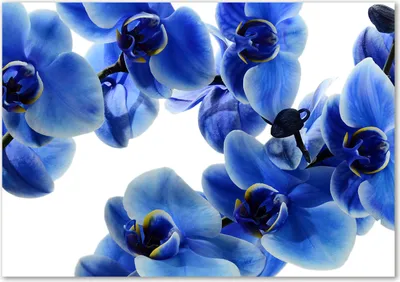 Produktbild von Tulup® Leinwandbild - 100x70 cm - Wandkunst - Drucke auf Leinwand - Leinwanddruck  - Blumen & Pflanzen - Blau - Blaue Orchidee