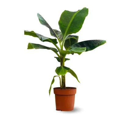 Image de Bananier musa - plante d'intérieur & extérieur - ↕ 70-80 cm - ⌀ 20 cm - purificateur d'air
